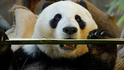 Giant pandas set to leave San Diego Zoo after two-decade loan from China Giant pandas set to leave San Diego Zoo after two-decade loan from China