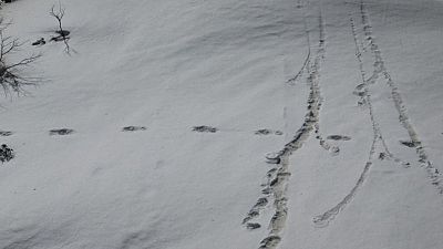 Beast from the east - Indian mountaineers reckon they've found Yeti footprints Beast from the east - Indian mountaineers reckon they've found Yeti footprints