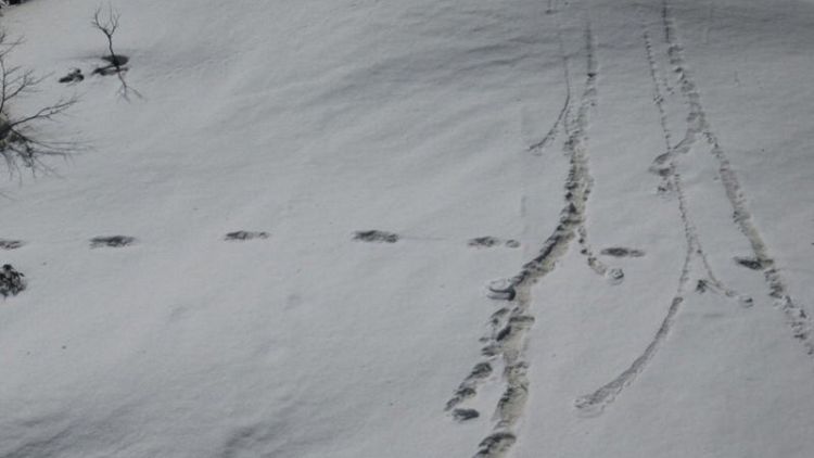 Beast from the east - Indian mountaineers reckon they've found Yeti footprints