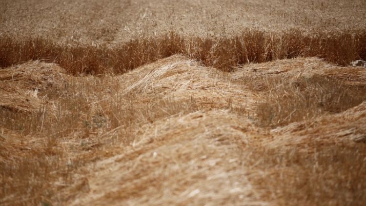 تقرير: سوريا ترفع سعر شراء القمح من المزارعين