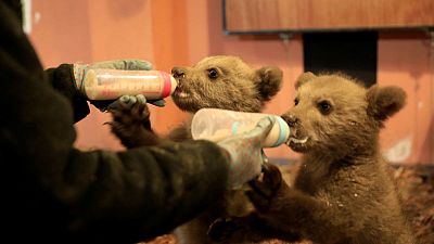 Without their mother, bear cubs Bradley and Cooper train for the wild Without their mother, bear cubs Bradley and Cooper train for the wild