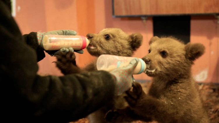 Without their mother, bear cubs Bradley and Cooper train for the wild