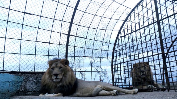 Maltreated lions rescued from Albanian zoo head to Dutch sanctuary