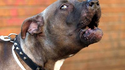 Pitbull la azzanna, grave bimba 18 mesi Pitbull la azzanna, grave bimba 18 mesi