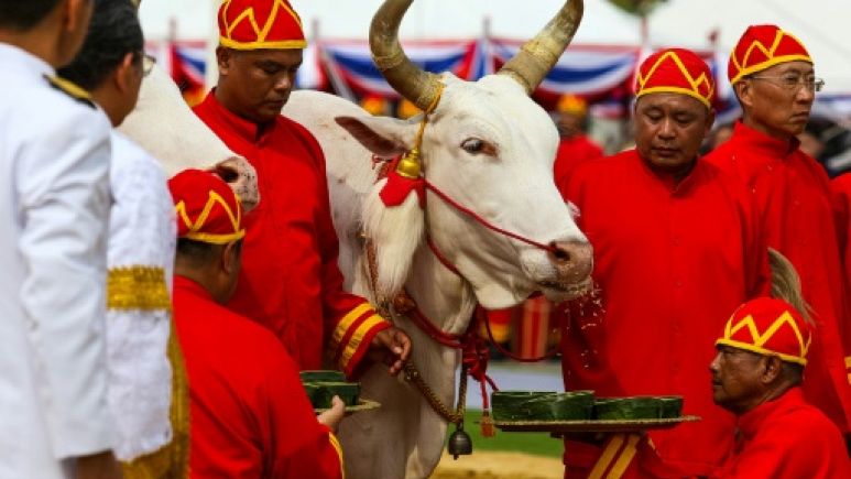 https://static.euronews.com/articles/wires/04/89/08/84/773x435_en-thailande-des-boeufs-royaux-jouent-les-pythies.jpg