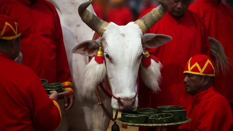 'We will be blessed': Thai royal oxen predict good rice harvest