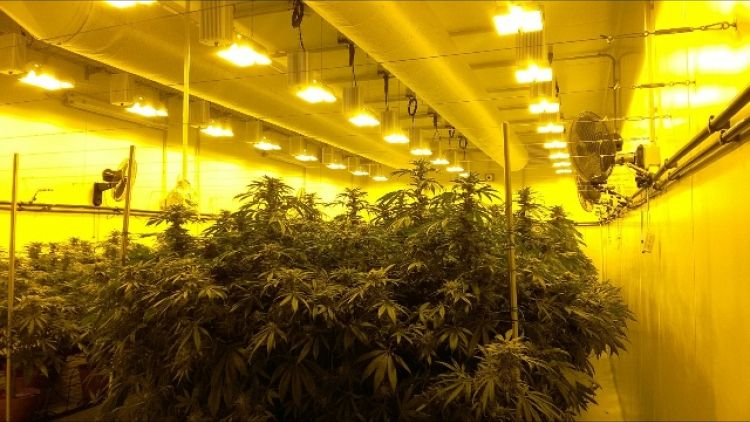 Cannabis terapeutica,produzione aumenta