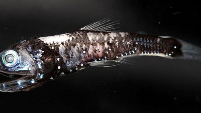 Unique genetic adaptation lets deep-sea fish see colour in the darkness Unique genetic adaptation lets deep-sea fish see colour in the darkness