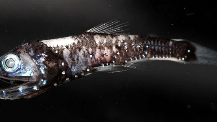 Unique genetic adaptation lets deep-sea fish see colour in the darkness