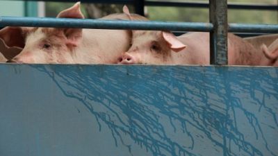 Hong Kong va abattre 6.000 porcs après la détection d'un cas de peste porcine