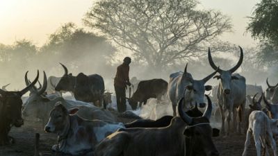 Dans l'ombre du conflit armé au Soudan du Sud, la guerre du bétail