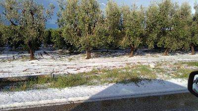 Maltempo: Coldiretti,danni incalcolabili Maltempo: Coldiretti,danni incalcolabili