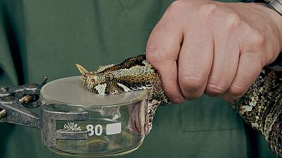 'Hidden health crisis' of snakebites gets $100 million funding injection 'Hidden health crisis' of snakebites gets $100 million funding injection