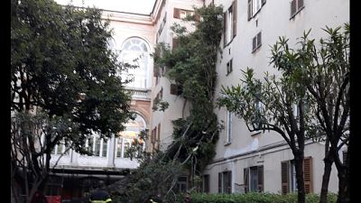 Albero su padiglioni ospedale Genova Albero su padiglioni ospedale Genova