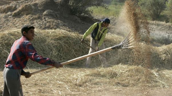 تجار: العراق يطرح مناقصة لشراء ما لا يقل عن 30 ألف طن من الأرز تجار: العراق يطرح مناقصة لشراء ما لا يقل عن 30 ألف طن من الأرز
