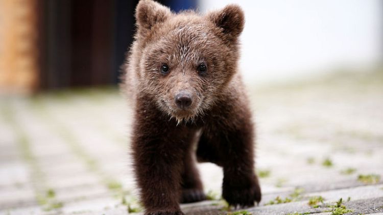Orphaned bear cub Aida finds refuge in Bosnian village