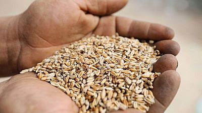 مصر تشتري 2.2 مليون طن من القمح المحلي منذ بداية الموسم