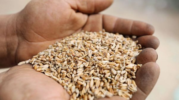 مصر تشتري 2.2 مليون طن من القمح المحلي منذ بداية الموسم مصر تشتري 2.2 مليون طن من القمح المحلي منذ بداية الموسم