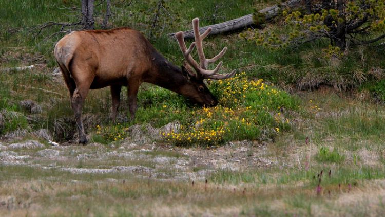 U.S. Supreme Court sides with Native American elk hunter