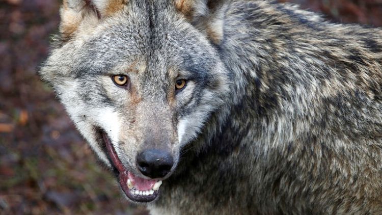 Germany eases curbs on shooting wolves, in nod to farmers