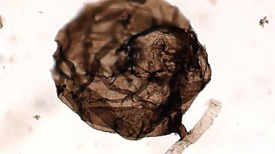Old mold - Fossil of world's earliest fungus unearthed in Canada