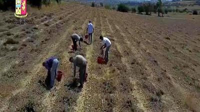 Braccianti sfruttati, 8 patteggiamenti Braccianti sfruttati, 8 patteggiamenti