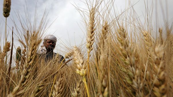 متحدث: مصر تشتري 3 ملايين طن من القمح المحلي بنهاية يوم الاثنين متحدث: مصر تشتري 3 ملايين طن من القمح المحلي بنهاية يوم الاثنين