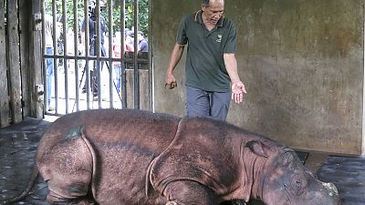 نفوق آخر ذكر وحيد قرن سومطري في ماليزيا في الأسر