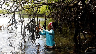 Brazil's mangroves on the front line of climate change
