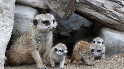 Four new baby meerkats melt hearts at a Thai zoo