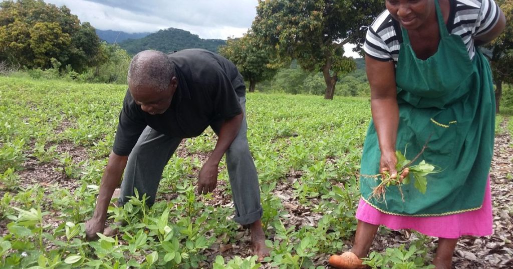 Usaid Launches Farmer-to-farmer Program In Zimbabwe 