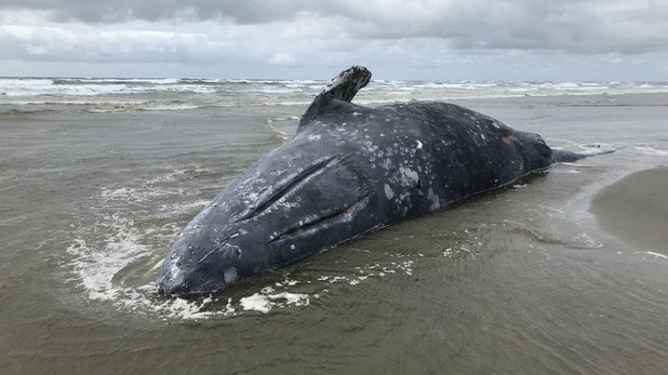 U.S. biologists probe deaths of 70 emaciated grey whales