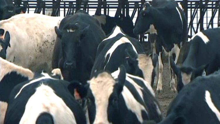 وزارة: البرازيل تبلغ عن حالة إصابة شاذة بجنون البقر