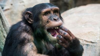 Chimpanzé dans un parc zoologique en France le 1er août 2018 Chimpanzé dans un parc zoologique en France le 1er août 2018
