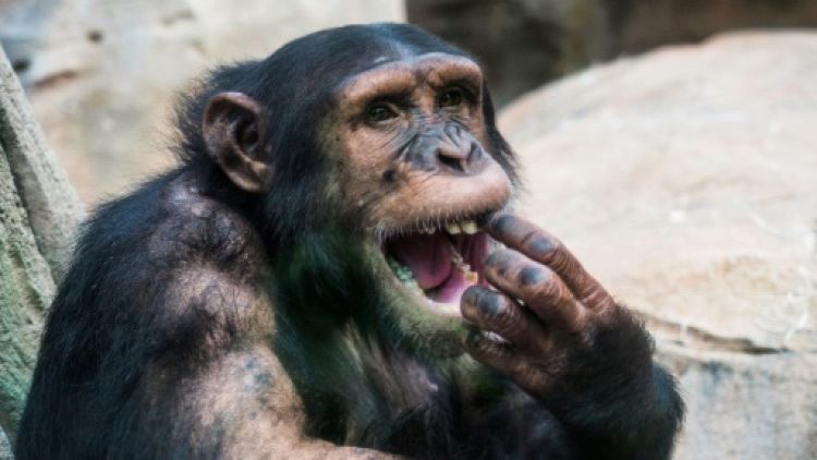 Chimpanzé dans un parc zoologique en France le 1er août 2018