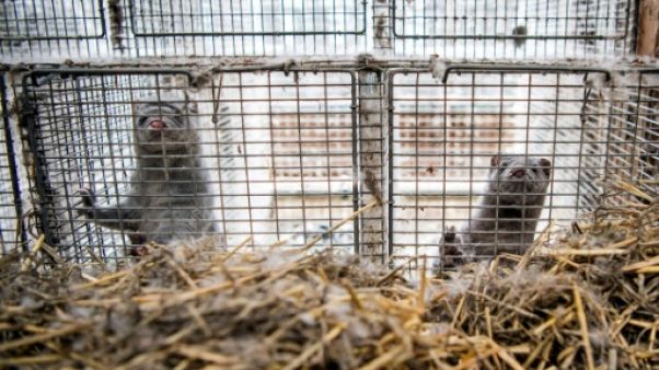 En Norvège, les jours des élevages d'animaux à fourrure sont comptés En Norvège, les jours des élevages d'animaux à fourrure sont comptés