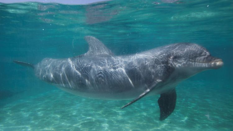 Animal welfare activists urge end to SeaWorld dolphin shows
