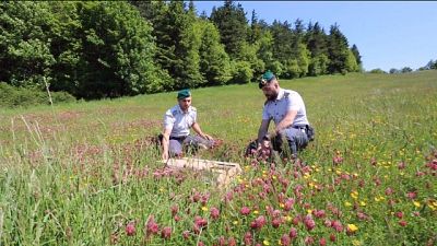 Gdf sequestra 208 volatili protetti Gdf sequestra 208 volatili protetti