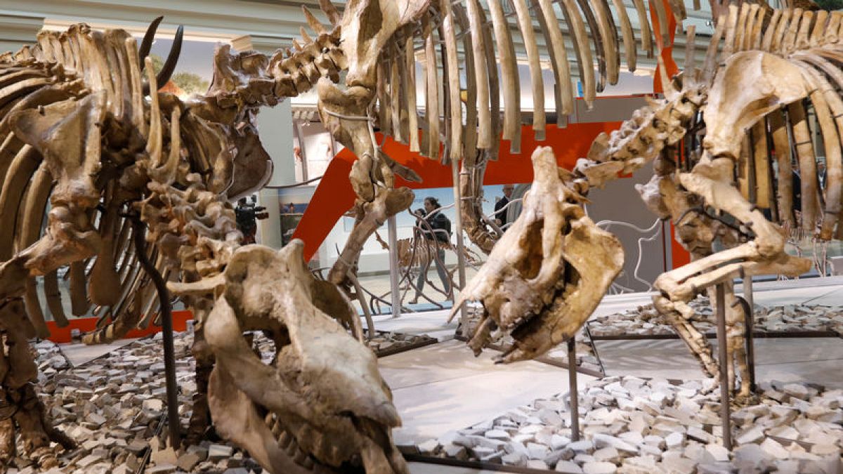 T. Rex Finds A Dangerous Meal As Smithsonian Dinosaur Hall Reopens ...