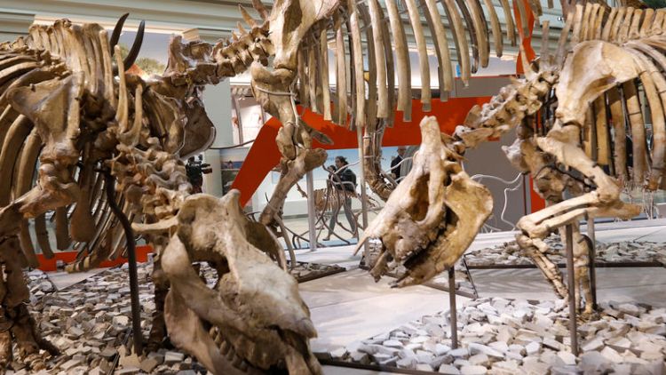 T. rex finds a dangerous meal as Smithsonian dinosaur hall reopens