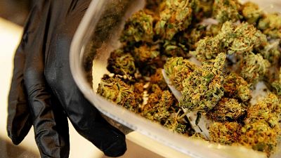 Negozio cannabis, denunciato il titolare Negozio cannabis, denunciato il titolare