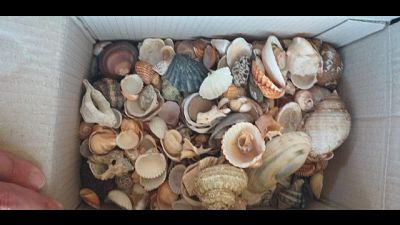Spiagge sarde depredate,recuperati 280kg Spiagge sarde depredate,recuperati 280kg