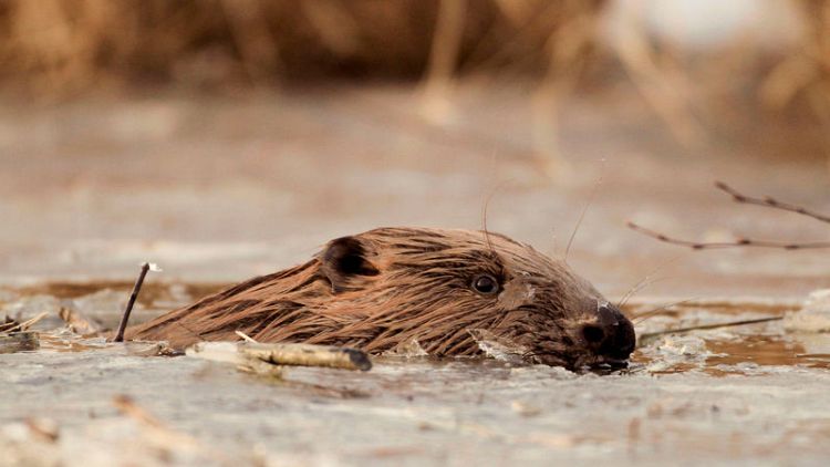 'Aphrodisiac' beavers good for food, says Polish minister