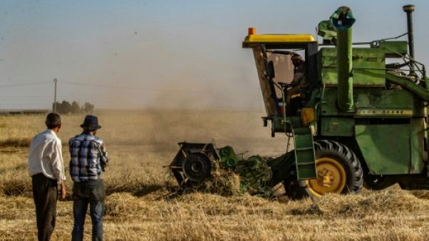En Syrie, la bataille du blé entre le régime et les autorités kurdes En Syrie, la bataille du blé entre le régime et les autorités kurdes