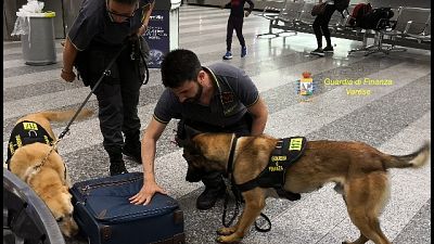 Presa con droga a Malpensa grazie a cani Presa con droga a Malpensa grazie a cani