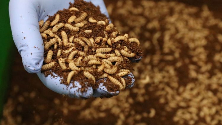 Dutch firm generates buzz with big fly larvae farm