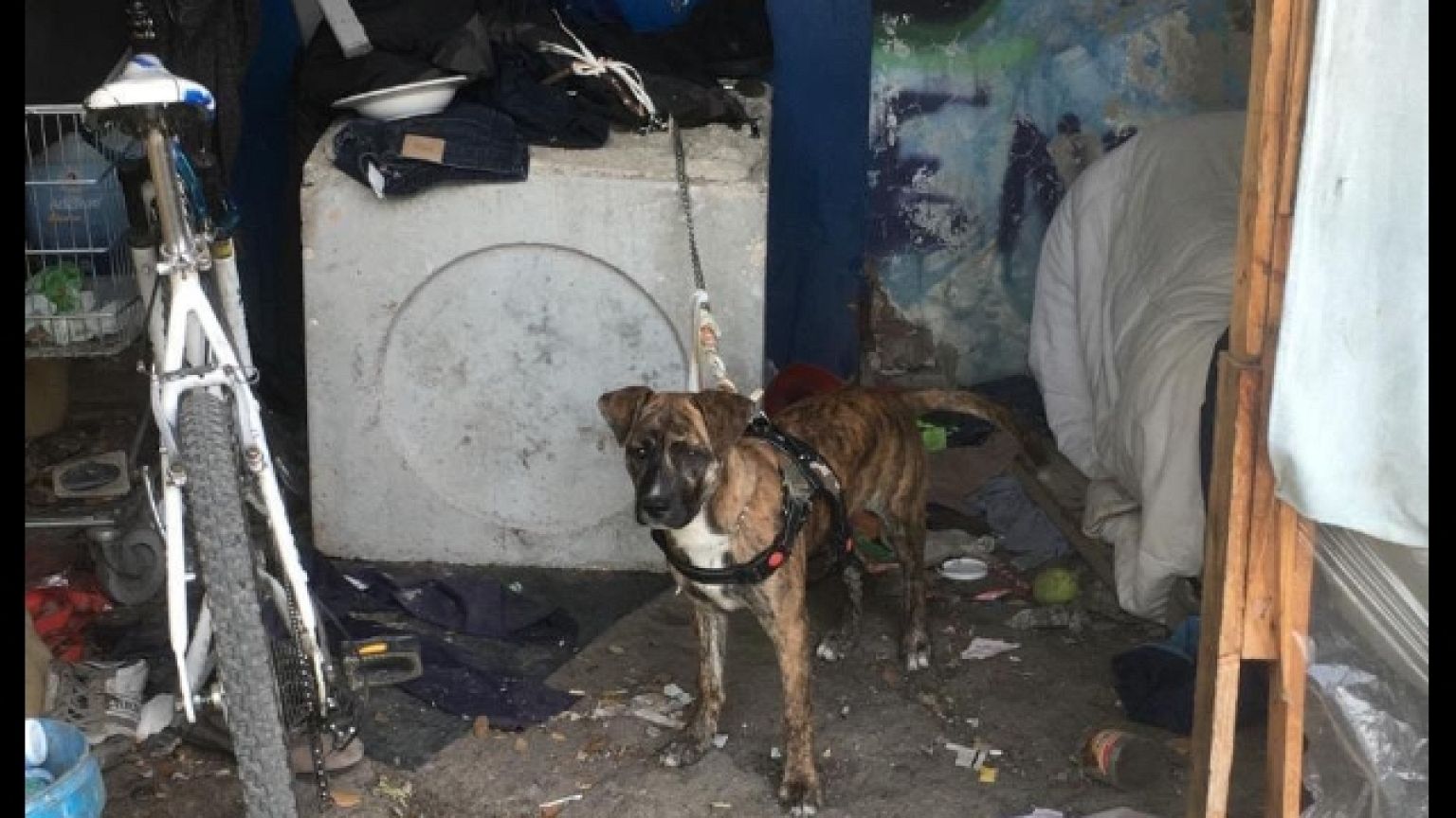 Cane al caldo senza cibo né acqua