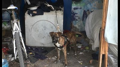 Cane al caldo senza cibo né acqua Cane al caldo senza cibo né acqua
