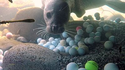 Pebble Beach aims to keep harmful golf balls out of ocean Pebble Beach aims to keep harmful golf balls out of ocean