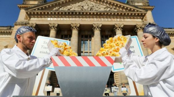 Allemagne: l'élimination des poussins mâles reste autorisée provisoirement Allemagne: l'élimination des poussins mâles reste autorisée provisoirement